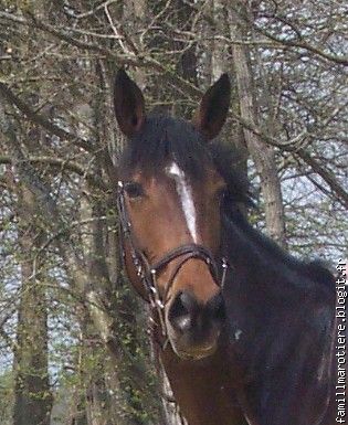 Mascotte de Jouy